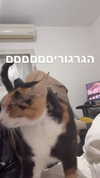 avitallllllll Altpins Profile Picture