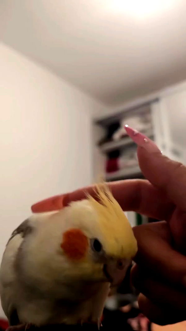 tinapavlov.sky archive video preview