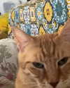 efraim_jornea Altpins Profile Picture