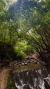 celestediconzoo Altpins Profile Picture