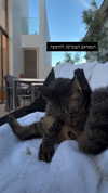 babyjoelle_ Altpins Profile Picture