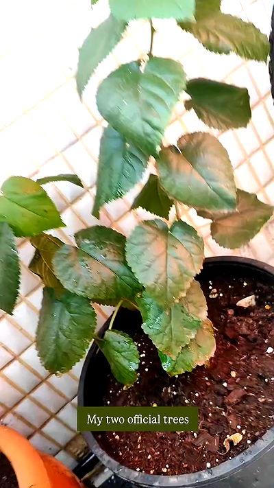 1justsabi 1justsabi archive video