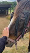 tooonytoony Altpins Profile Picture