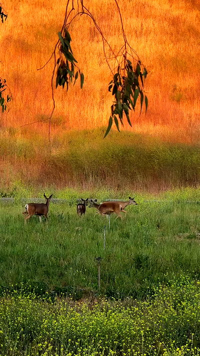 carolinezalog carolinezalog archive video