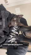 magg0tfleshh Altpins Profile Picture