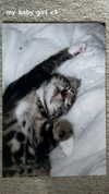 tarantvlagrll Altpins Profile Picture