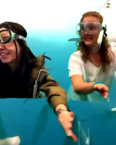 tuliprivet tuliprivet archive video