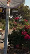 roni_ackerman Altpins Profile Picture