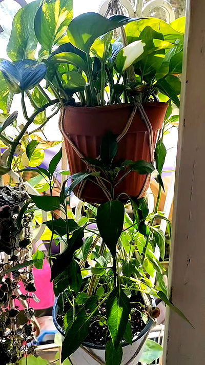 1justsabi 1justsabi archive video