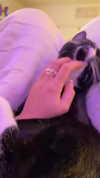 sydney_melman Altpins Profile Picture