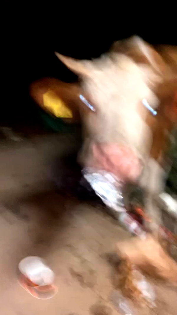 osher_yakir archive video preview