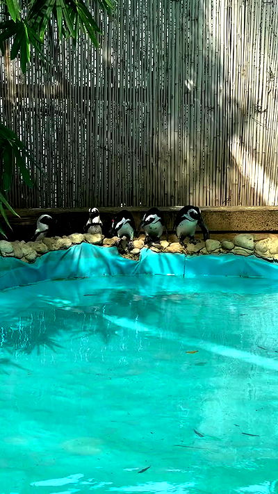 jaroslava_klavir jaroslava_klavir archive video