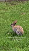 karin_orhov Altpins Profile Picture