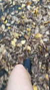 sydney_melman Altpins Profile Picture
