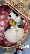 lisush_9 Altpins Profile Picture