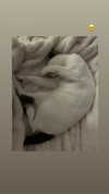 lisush_9 Altpins Profile Picture