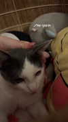 lisush_9 Altpins Profile Picture