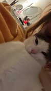 lisush_9 Altpins Profile Picture