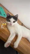 lisush_9 Altpins Profile Picture