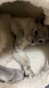 jxsselin_ Altpins Profile Picture