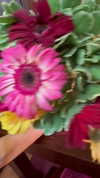 reeftzitpitzit Altpins Profile Picture