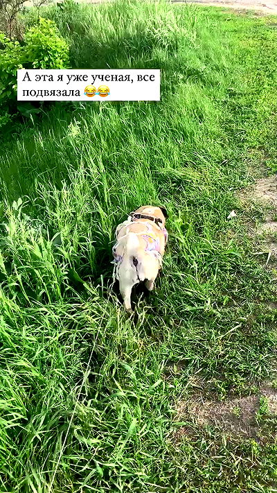 nyityam nyityam archive video