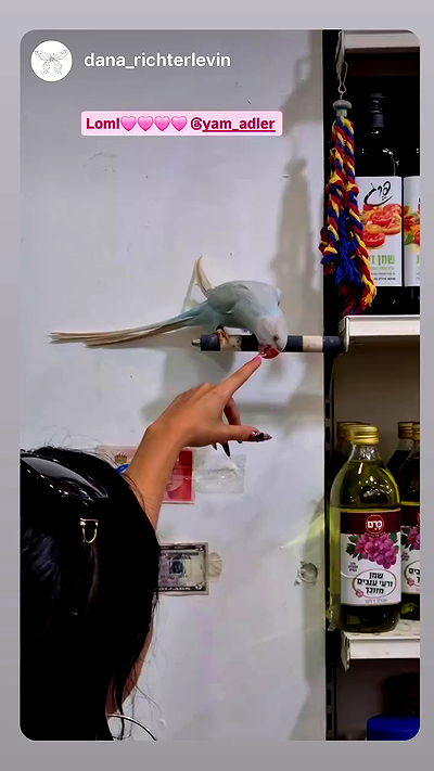 yam_adler yam_adler archive video