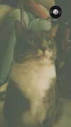 charleygrayyy Altpins Profile Picture