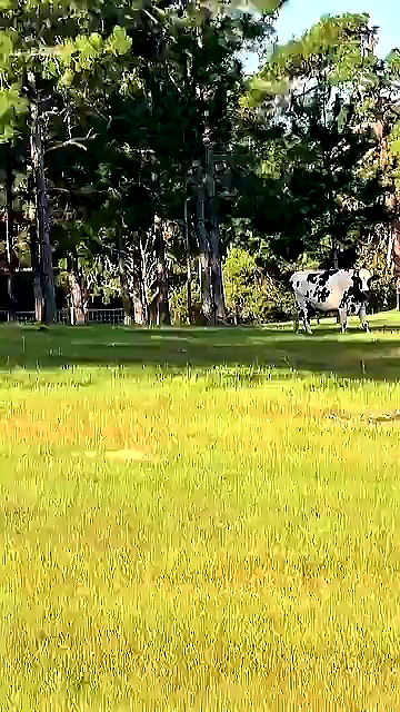 sophieraiin sophieraiin archive video