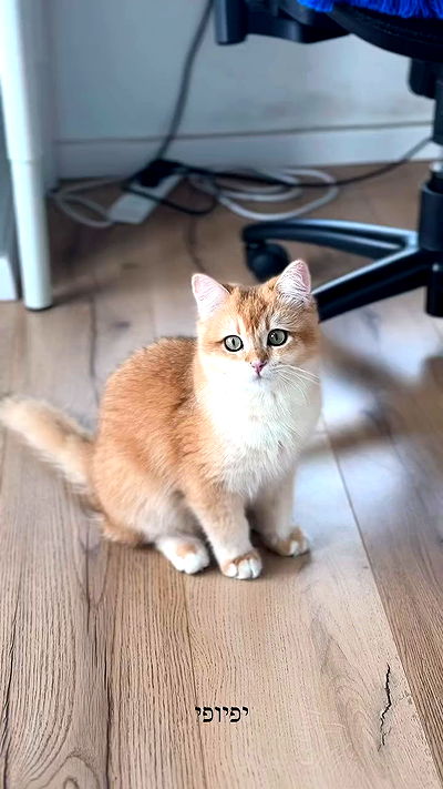 itsilanosh itsilanosh archive video