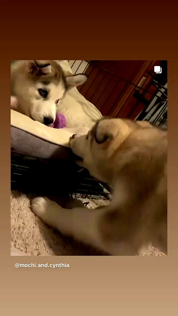 _animechika_ archive video preview