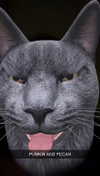 kalogeraseliana Altpins Profile Picture