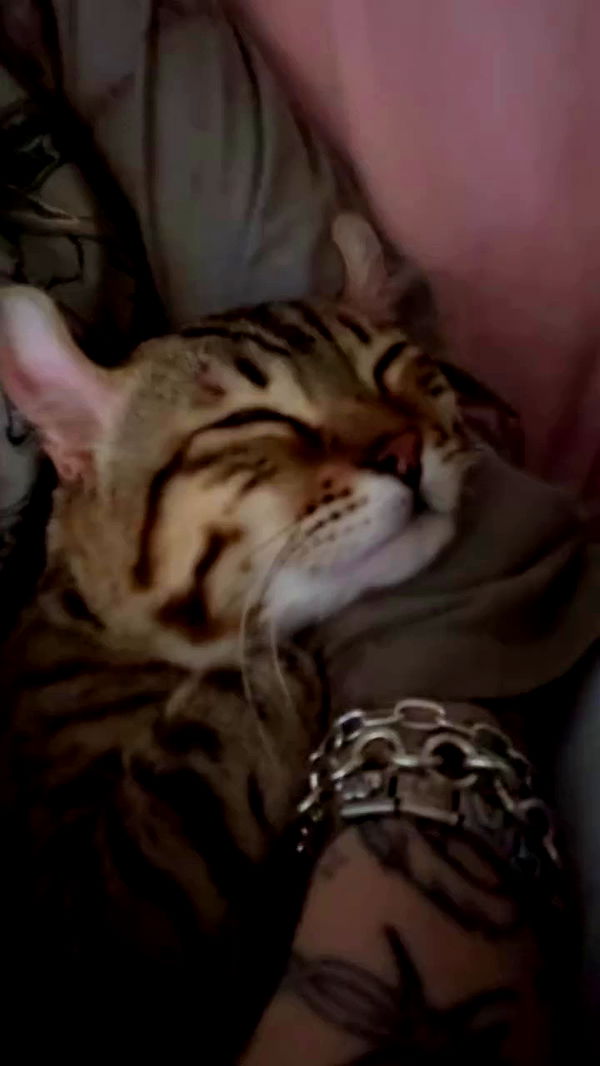 laurinchhhe archive video preview