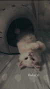 yael_p_16 Altpins Profile Picture