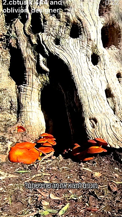 feelbetterinmysweater feelbetterinmysweater archive video