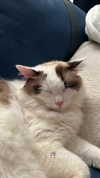 pixieonyxx Altpins Profile Picture