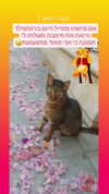 nicakitty Altpins Profile Picture