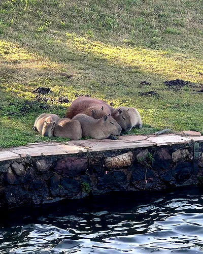 gabnoyr gabnoyr archive video