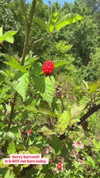 sarah.anne.dipity Altpins Profile Picture