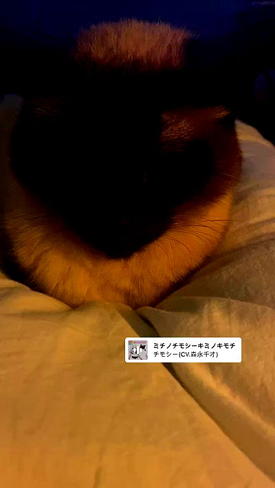 vwnrottie vwnrottie archive video