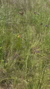 thelauren111 Altpins Profile Picture