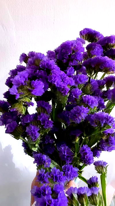 biton__adi biton__adi archive video