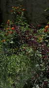 naama_gabbay Altpins Profile Picture