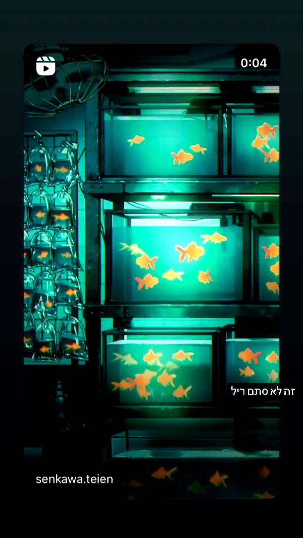 moonliliaght archive video preview