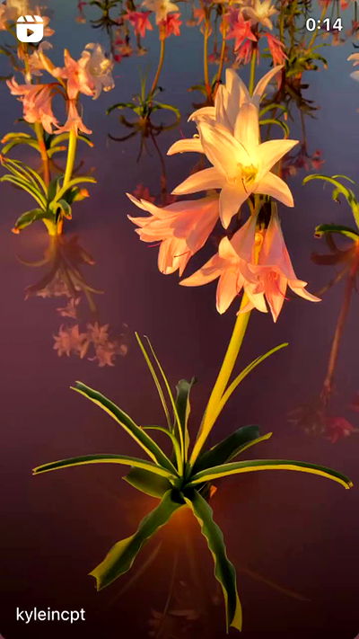 moonliliaght moonliliaght archive video