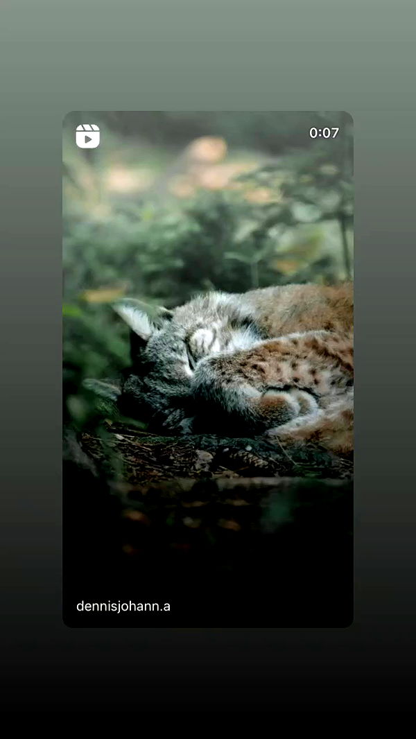 moonliliaght archive video preview