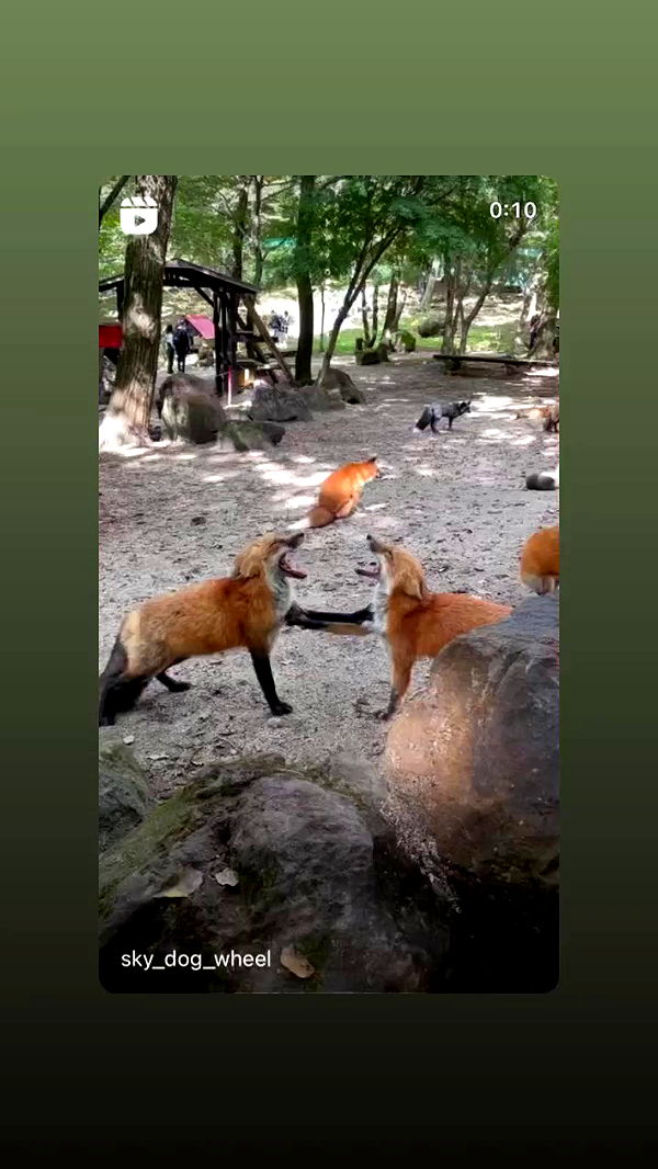 moonliliaght archive video preview