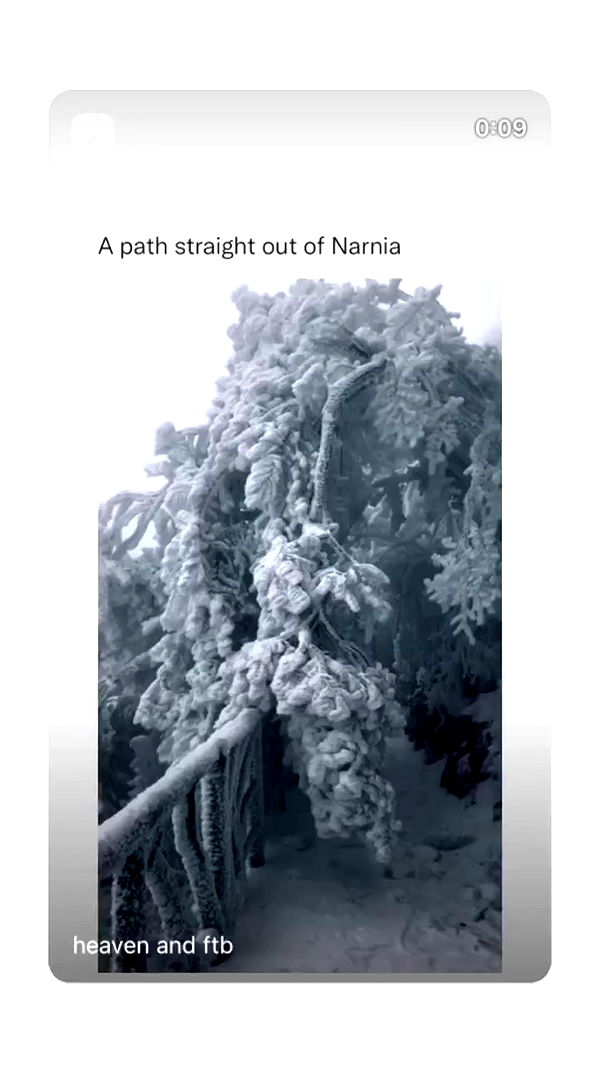 moonliliaght archive video preview