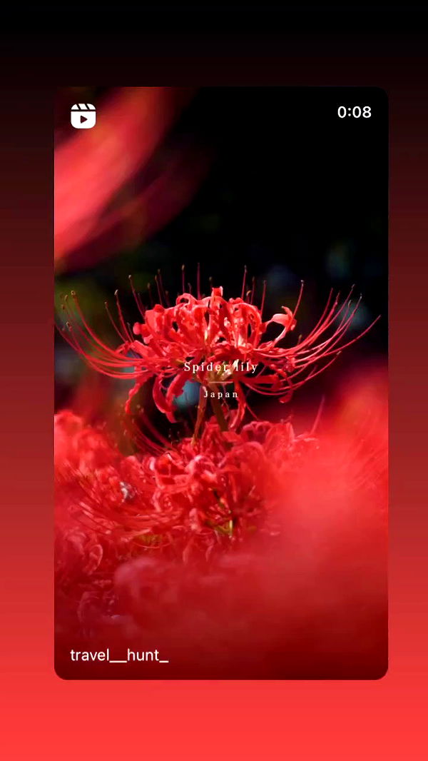 moonliliaght archive video preview