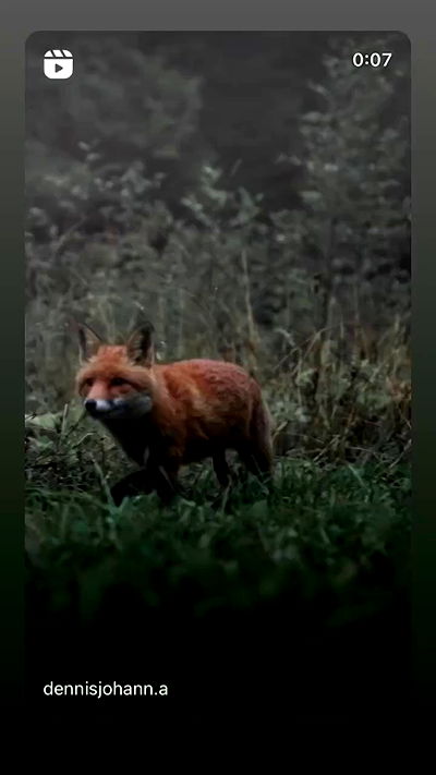 moonliliaght moonliliaght archive video